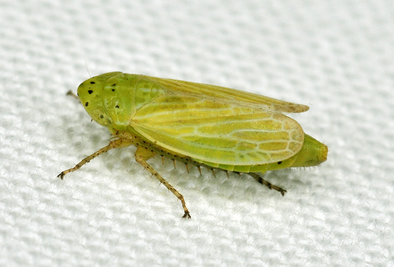 Graphocraerus ventralis (Cicadellidae)